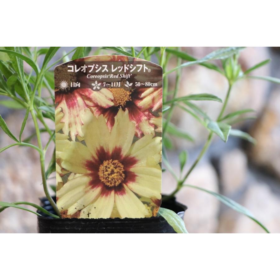 コレオプシス レッドシフト 3.5号ロングポット苗 寄せ植え 花壇