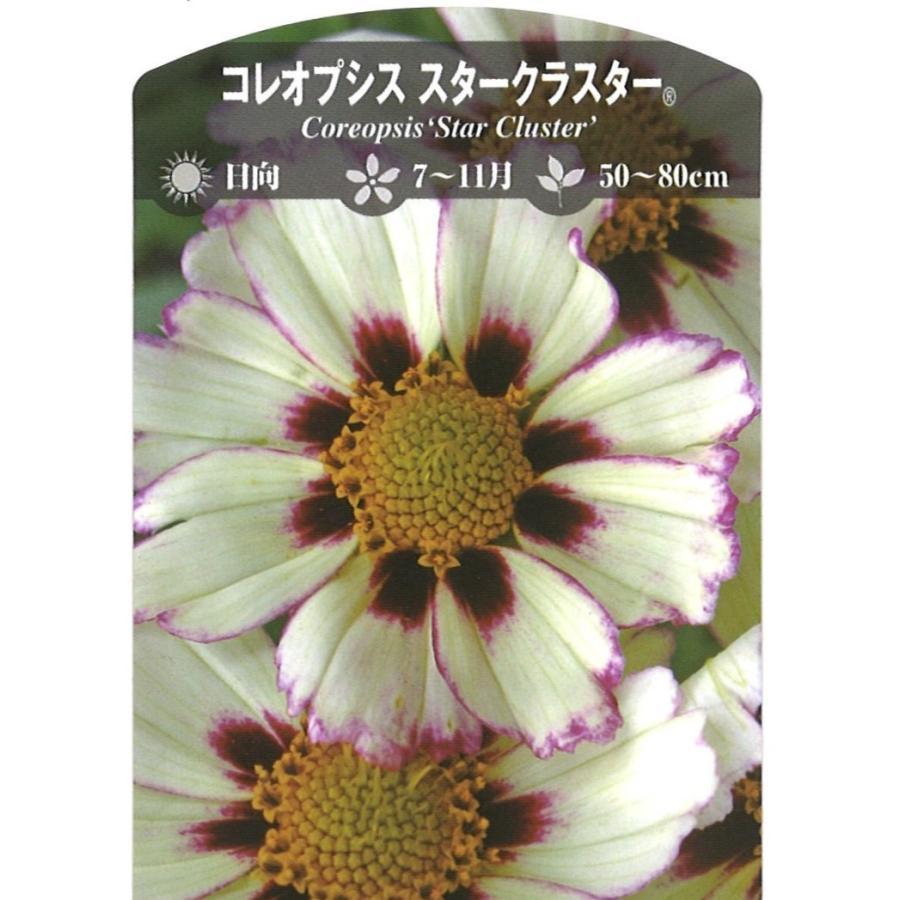 コレオプシス スタークラスター 3.5号ロングポット苗 : グリーンプラザ