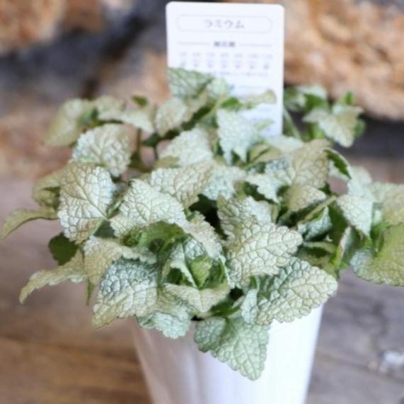 ラミウム シルバー 2 5 3号ポット苗 カラーリーフ 寄せ植え 花壇 Lamium1 グリーンプラザ山長ヤフーショッピング店 通販 Yahoo ショッピング