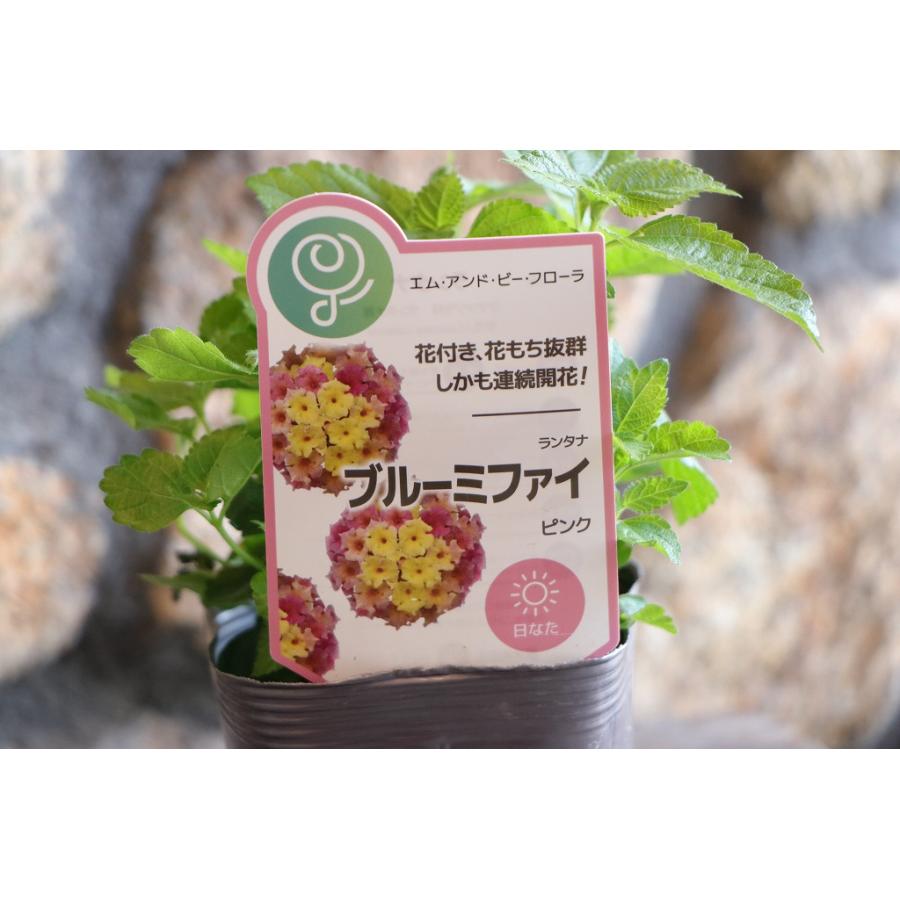 栄養系ランタナ ブルーミファイ ピンク 3〜3.5号ポット苗 ランタナ