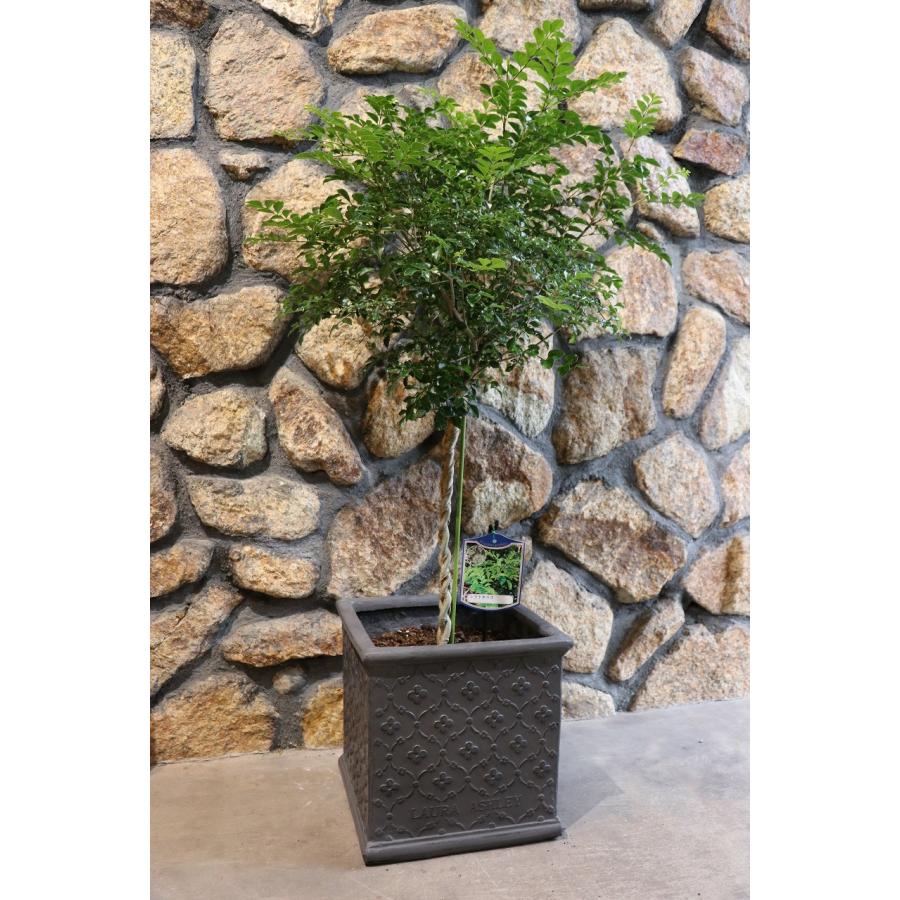 送料無料・植込済】 置くだけ手間いらず！ ローラアシュレイ