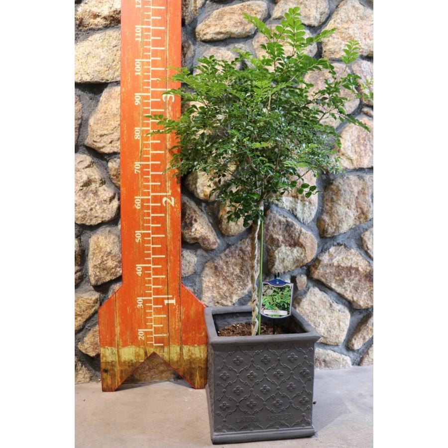 ガーデニング アシュレイファイバークレイ ローラ アシュレイ 鉢植え