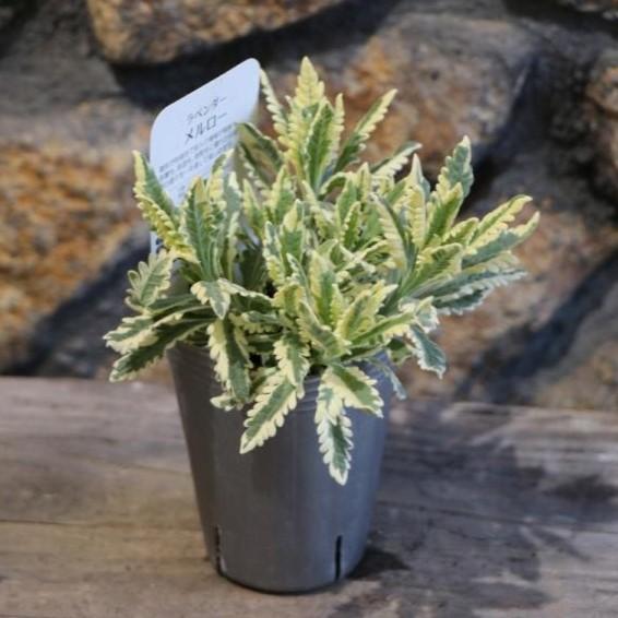 斑入りラベンダー メルロー 9cmロングポット+オマケ 芳香性 斑入り ラベンダー メルロー 3号ロングポット | PLANTS