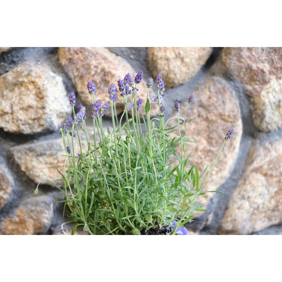 イングリッシュラベンダー アングスティフォリア スパイス・ガールズ 3