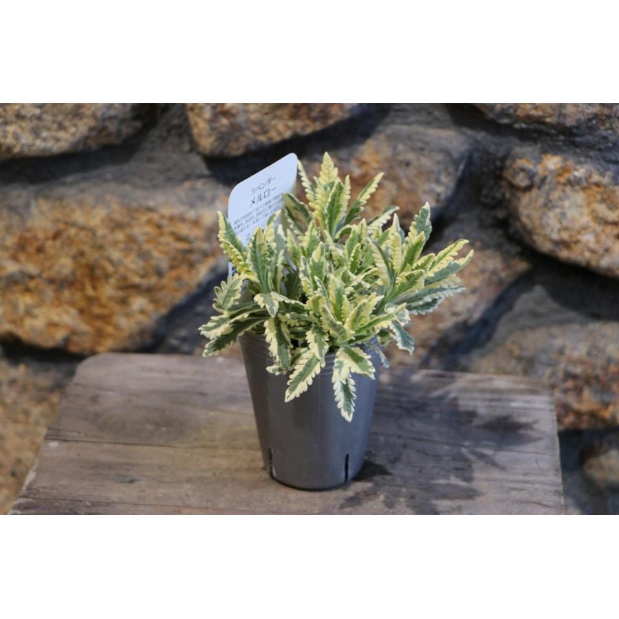 ラベンダー ローズマリー 限定】オペラからラベンダーピンクの限定色が登場🩷 | BLOG