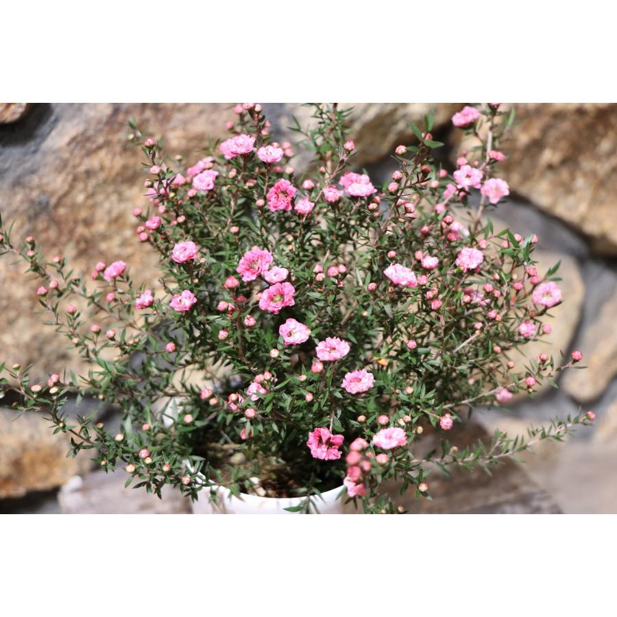八重咲き ギョリュウバイ ピンク 4号鉢 御柳梅 寄せ植え 花壇 鉢植え