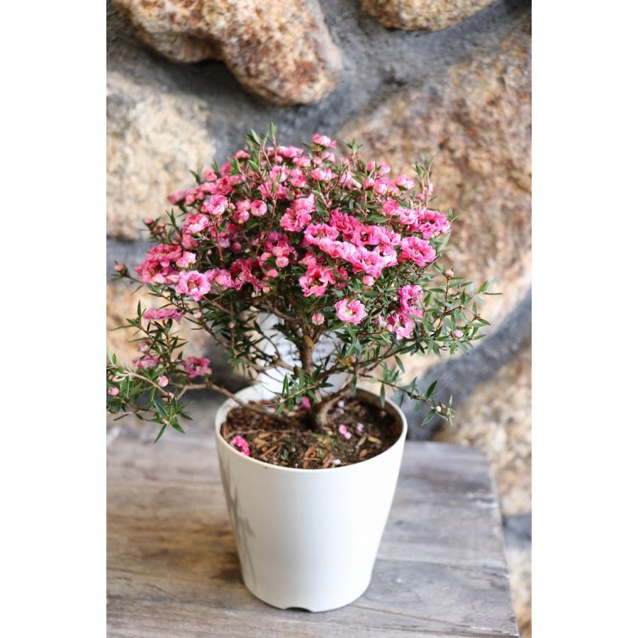 八重咲き ギョリュウバイ ピンク 3.5号鉢 御柳梅 寄せ植え 花壇 鉢植え