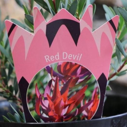 リューカデンドロン レッドデビル 5号鉢 Red Devil : グリーンプラザ山