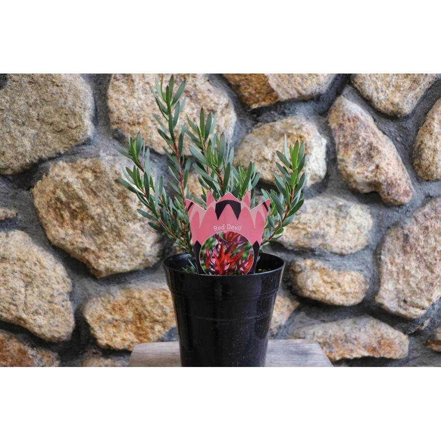 リューカデンドロン レッドデビル 5号鉢 Red Devil : グリーンプラザ山