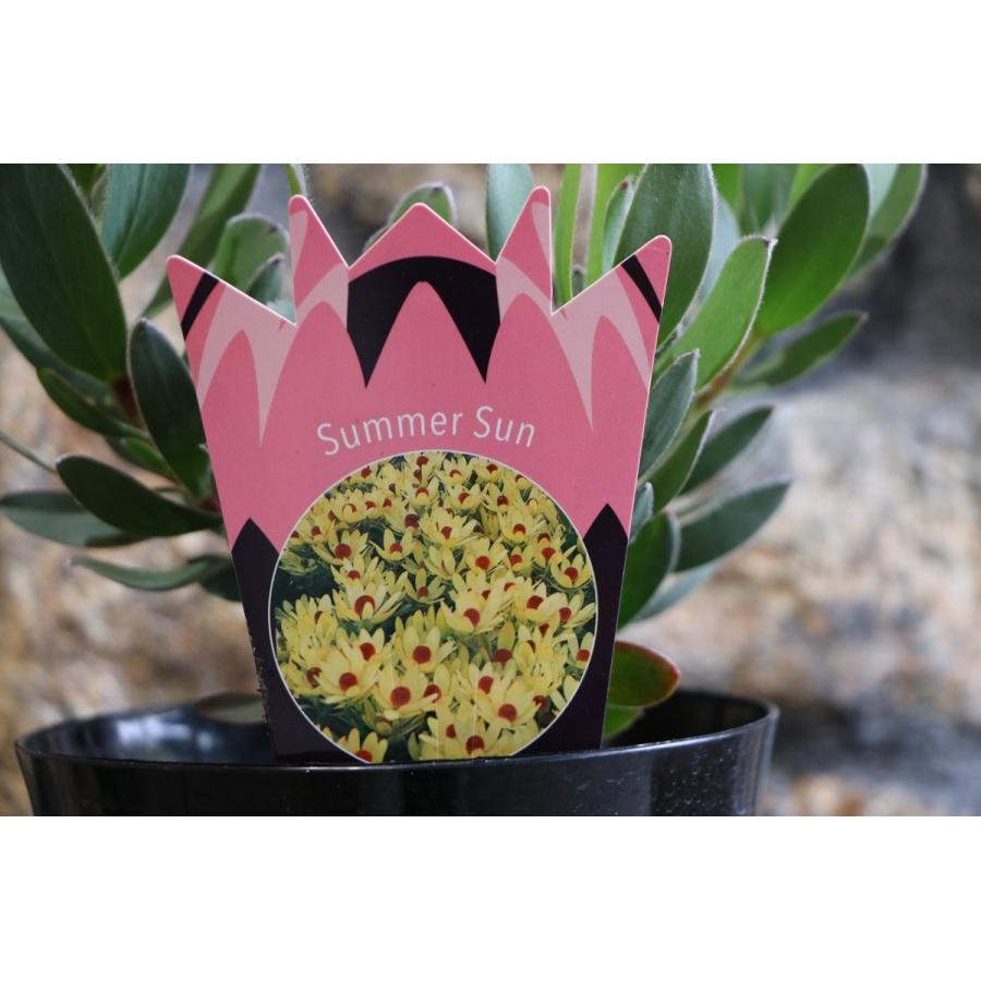 リューカデンドロン サマーサン 5号鉢 Summer Sun : グリーンプラザ山