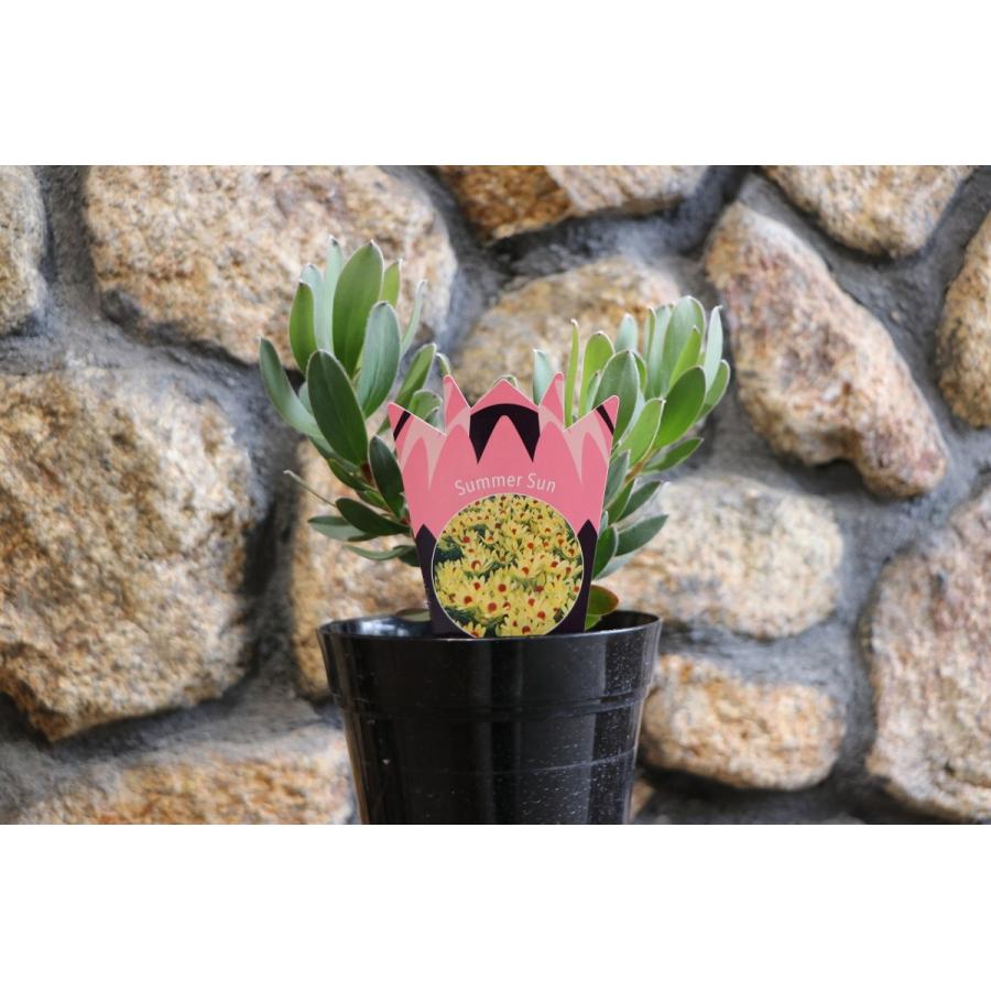 リューカデンドロン サマーサン 5号鉢 Summer Sun : グリーンプラザ山