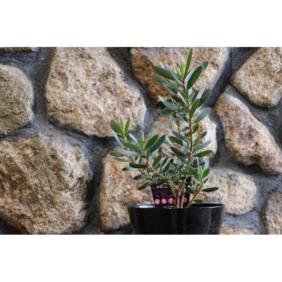 大特価！5鉢価格！リューカデンドロン　サファリサンセット　苗　苗木　5号 リューカデンドロン「サファリ・サンセット」 5号ロング | | すべての