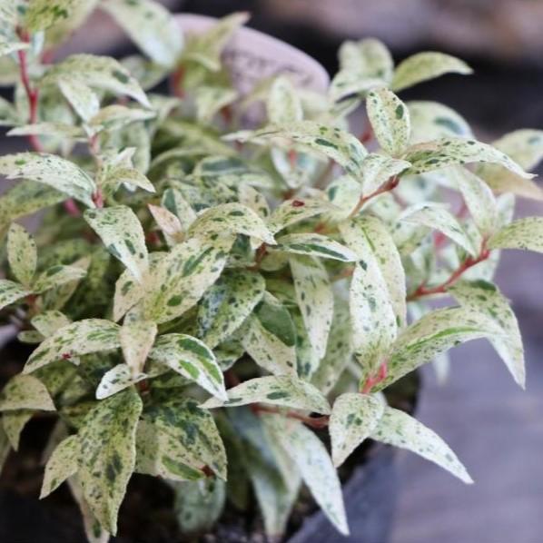 斑入り 西洋イワナンテン フロマージュ 2.5〜3号ポット苗 岩南天