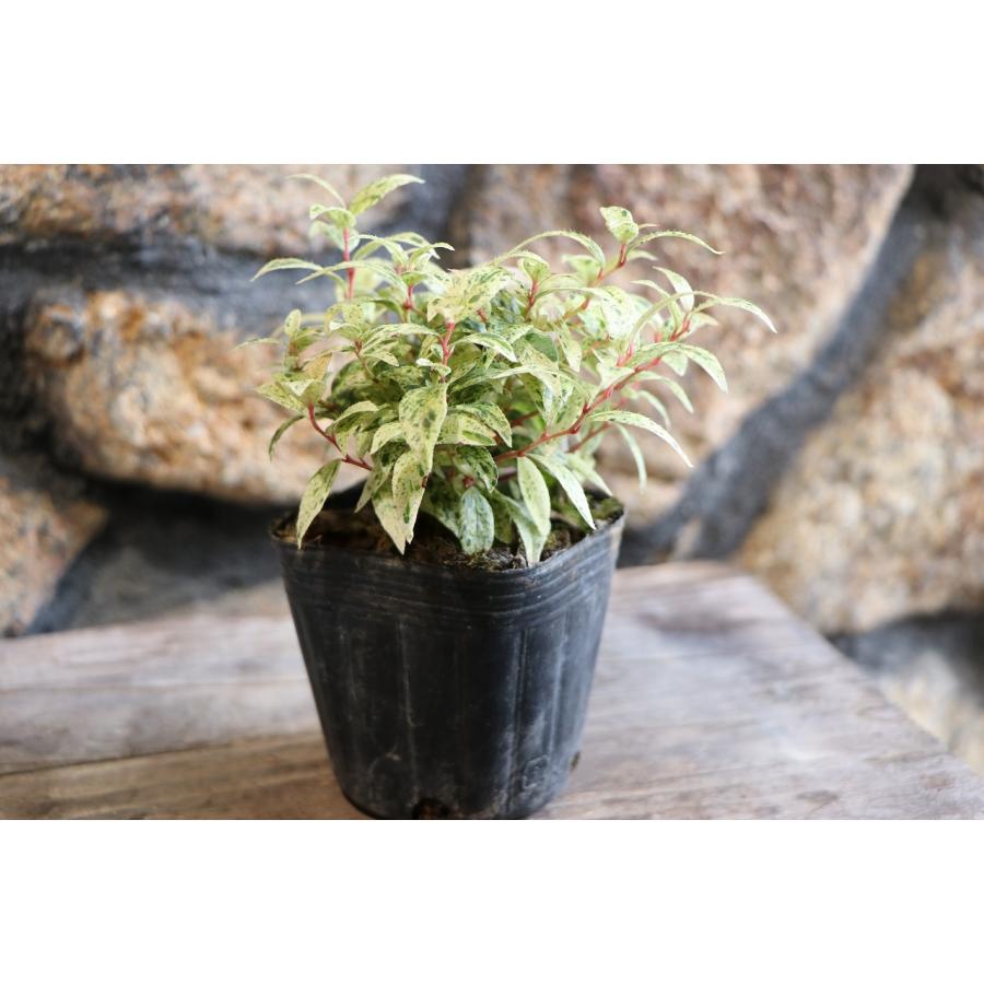 【#丁寧に対応します】南天（白）　マホニア 0.3 2本　斑入りヤブラン3 丁寧に対応します】南天（白） マホニア 0.3 2本 斑入りヤブラン