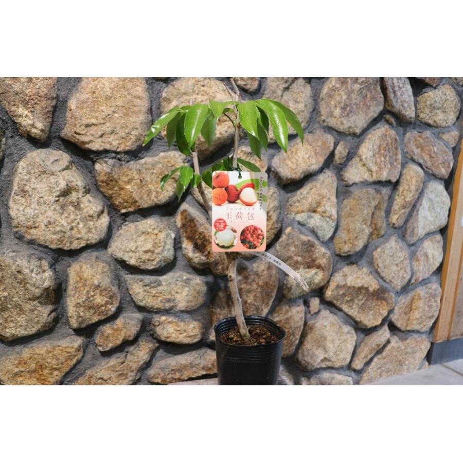 ジャンボライチ 玉荷包（ぎょっかほう） 4号ロングポット苗