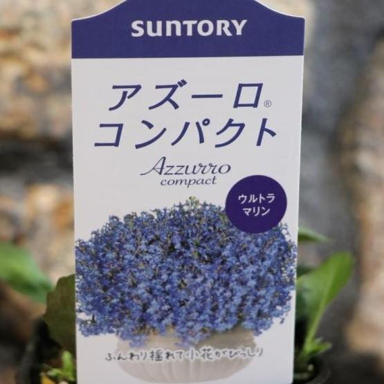 サントリー アズーロコンパクト ウルトラマリン 3 5号ポット苗 ロベリア 寄せ植え 花壇 Lobelia1 グリーンプラザ山長 通販 Yahoo ショッピング