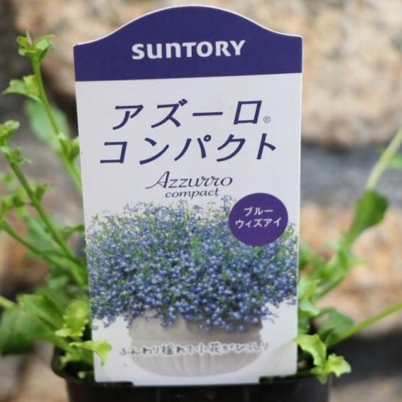 サントリー アズーロコンパクト ブルーウィズアイ 3 5号ポット苗 ロベリア 寄せ植え 花壇 Lobelia3 グリーンプラザ山長 通販 Yahoo ショッピング