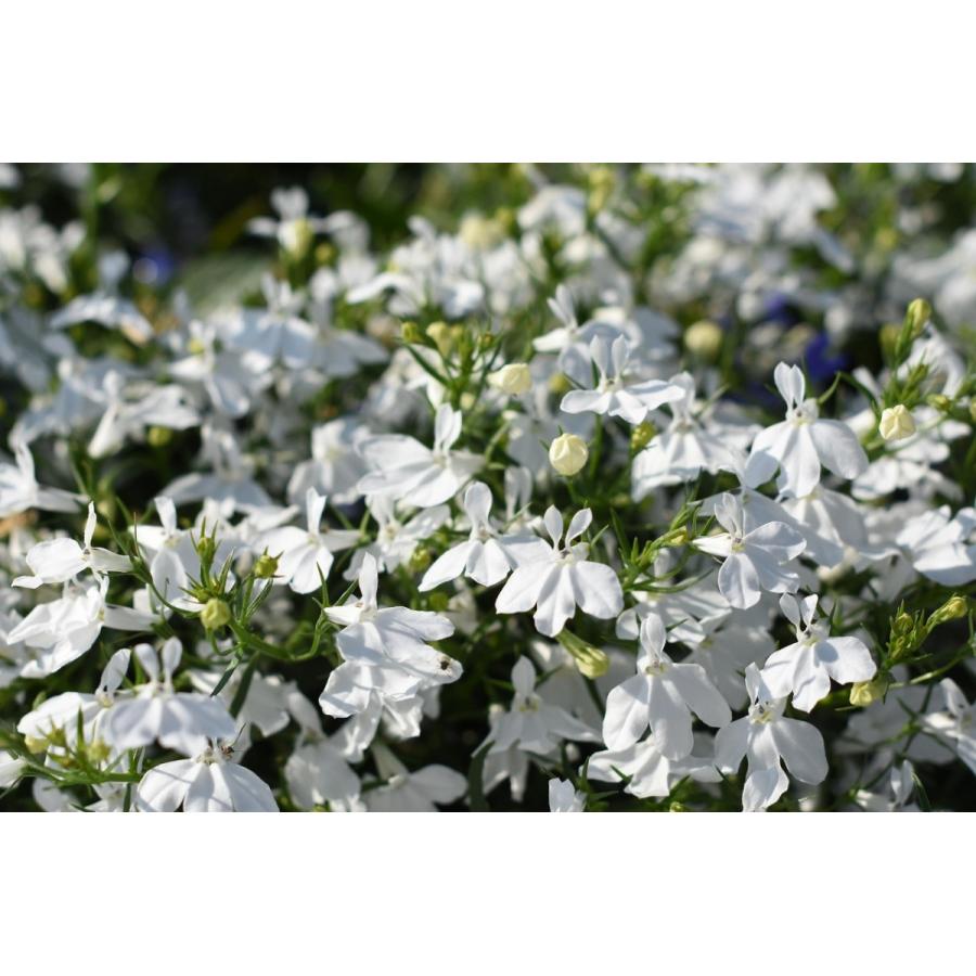 サントリー アズーロコンパクト スノー ホワイト スノー 3 5号ポット苗 ロベリア 寄せ植え 花壇 Lobelia4 グリーンプラザ山長 通販 Yahoo ショッピング