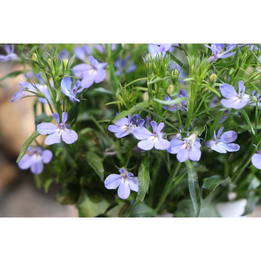 栄養系ロベリア レオン スカイブルー 3.5号ポット苗 ロベリア 寄せ植え 鉢植え 花壇 お洒落 おしゃれ 可愛い かわいい 春の花 夏の花 ...