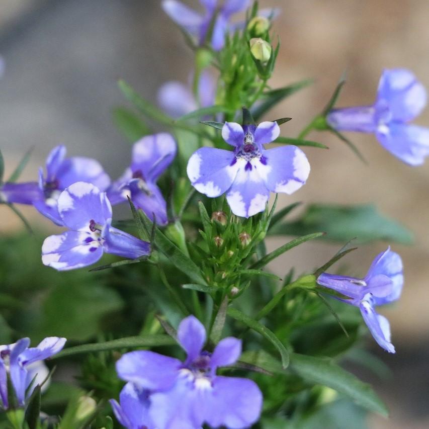 栄養系ロベリア レオン ブルースプラッシュ 3.5号ポット苗 ロベリア 寄せ植え 鉢植え 花壇 お洒落 おしゃれ 可愛い かわいい 春の花 夏 ...
