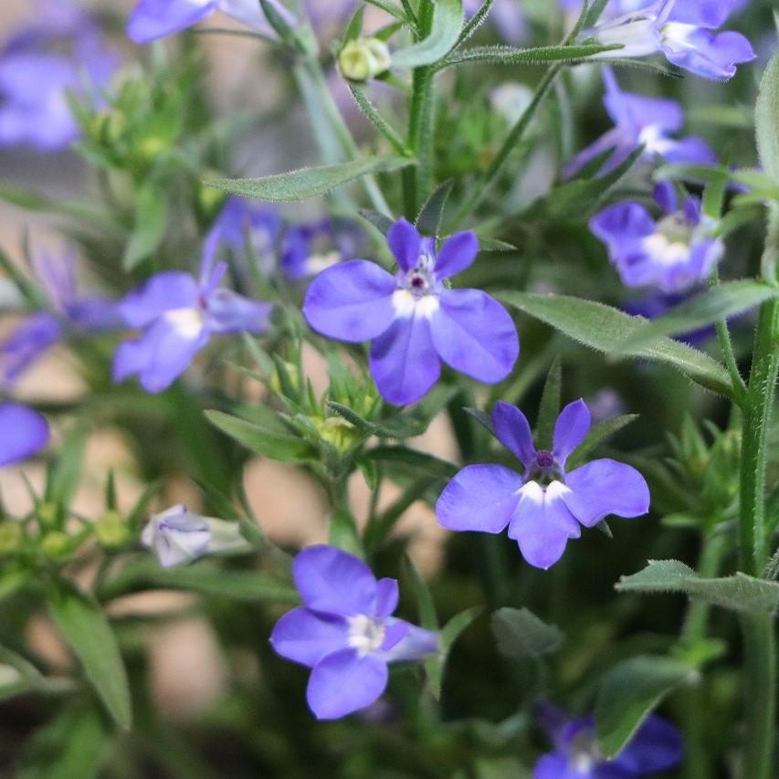 栄養系ロベリア レオン ミニブルー 3.5号ポット苗 ロベリア 寄せ植え 鉢植え 花壇 お洒落 おしゃれ 可愛い かわいい 春の花 夏の花 秋 ...