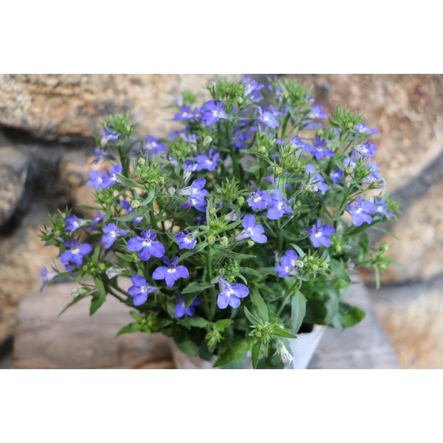 栄養系ロベリア レオン ミニブルー 3.5号ポット苗 ロベリア 寄せ植え 鉢植え 花壇 お洒落 おしゃれ 可愛い かわいい 春の花 夏の花 秋 ...
