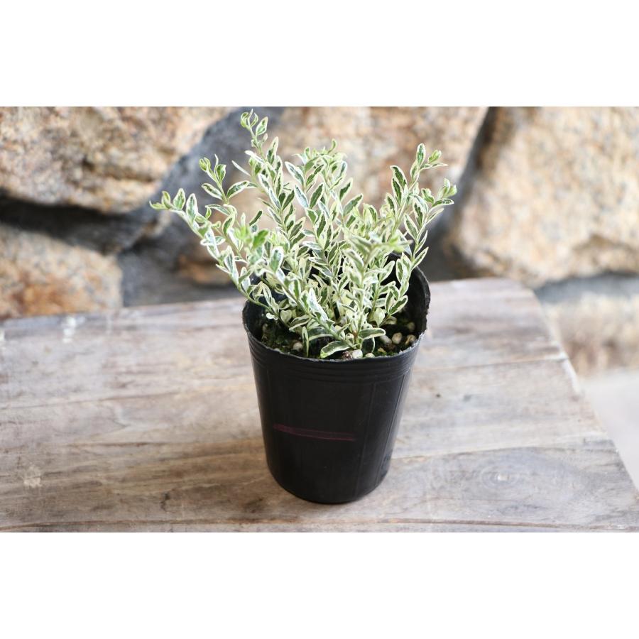 斑入り ロニセラ ニティダ ホワイトマジック 2.5〜3号ポット苗 寄せ