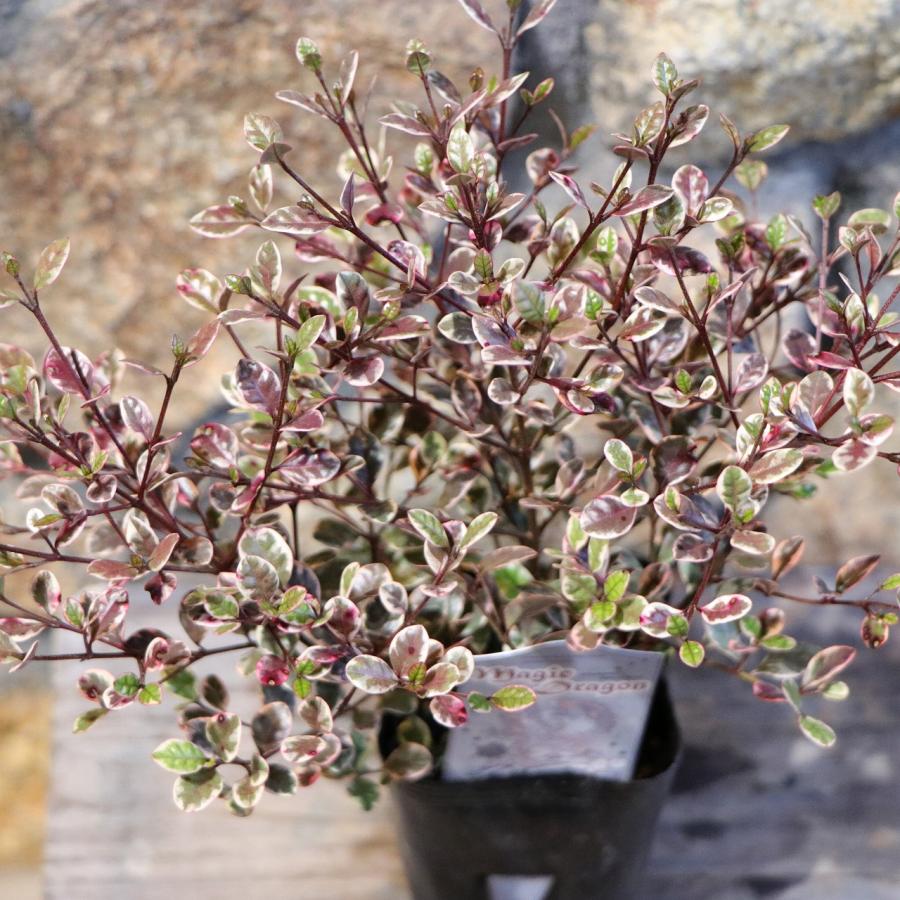 ロフォミルタス マジックドラゴン 2.5〜3号ポット苗 寄せ植え 鉢植え