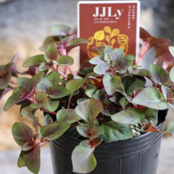 リシマキア ミッドナイトサン 2 5 3号ポット苗 カラーリーフ 寄せ植え 花壇 Lysimachia2 グリーンプラザ山長ヤフーショッピング店 通販 Yahoo ショッピング