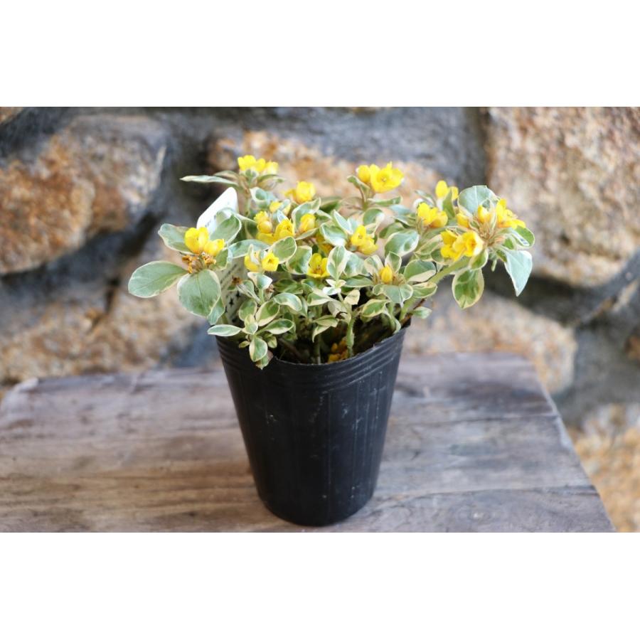 斑入り リシマキア トワイライト 2.5〜3号ポット苗 カラーリーフ 寄せ