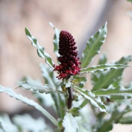 リシマキア ボジョレー 3号ロングポット苗 カラーリーフ 寄せ植え 花壇 Lysimachia5 グリーンプラザ山長ヤフーショッピング店 通販 Yahoo ショッピング