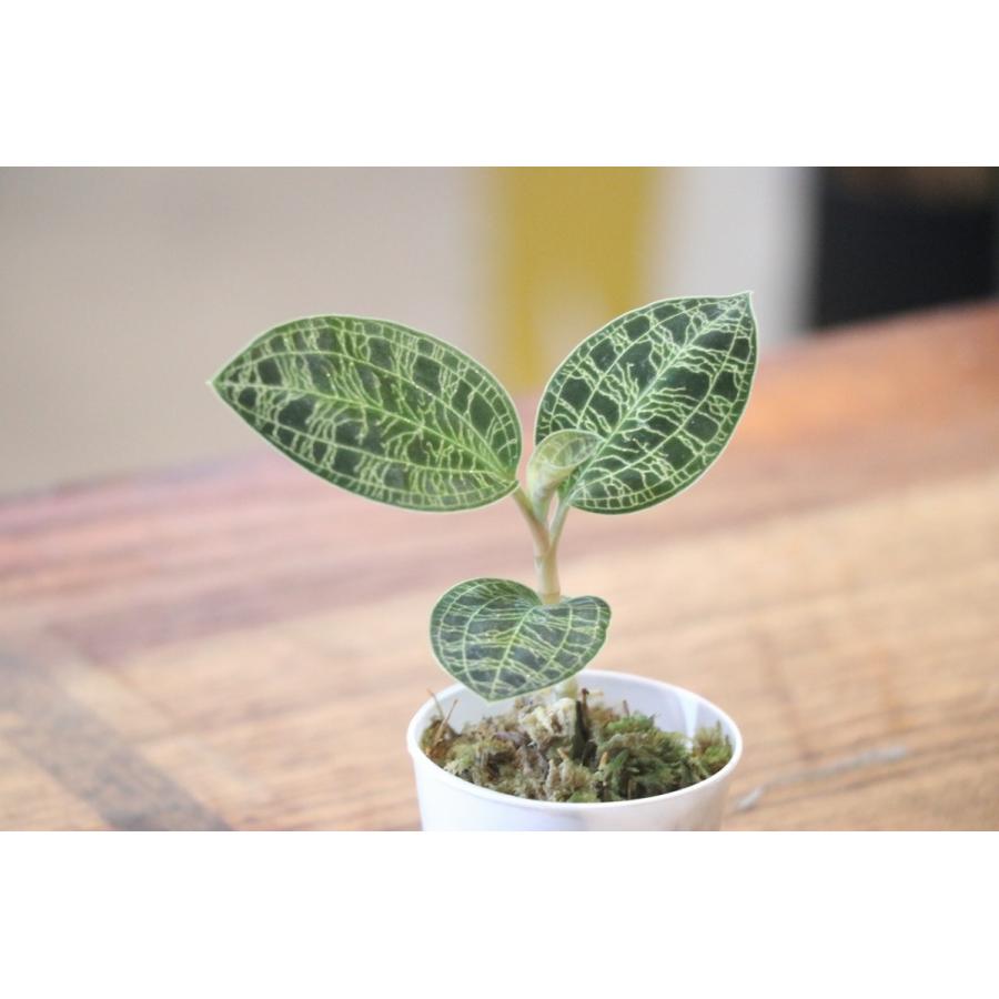 マコデス ジュエルオーキッド 2号ポット苗 洋蘭 洋ラン 観葉植物 Makodes グリーンプラザ山長 通販 Yahoo ショッピング