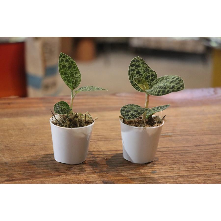 マコデス ジュエルオーキッド グリーン 2号ポット苗 洋蘭 洋ラン 観葉植物 Makodes グリーンプラザ山長 通販 Yahoo ショッピング