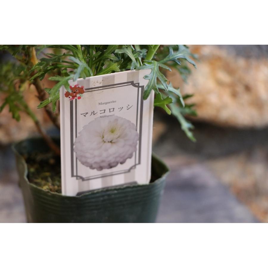 八重咲き マーガレット マルコロッシ 3 5号ポット苗 四季咲き ゲブラナガトヨ 寄せ植え 花壇 Marguerite1 グリーンプラザ山長 通販 Yahoo ショッピング
