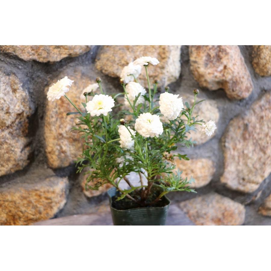 八重咲き マーガレット マルコロッシ 3 5号ポット苗 四季咲き ゲブラナガトヨ 寄せ植え 花壇 Marguerite1 グリーンプラザ山長 通販 Yahoo ショッピング