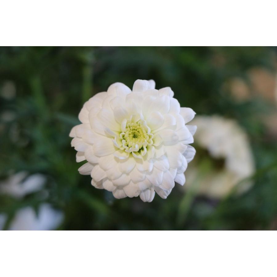 八重咲き マーガレット マルコロッシ 3 5号ポット苗 四季咲き ゲブラナガトヨ 寄せ植え 花壇 Marguerite1 グリーンプラザ山長 通販 Yahoo ショッピング