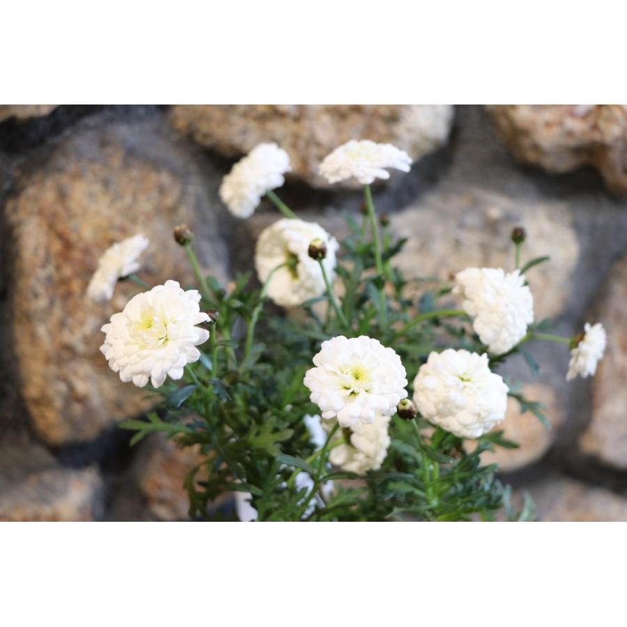 八重咲き マーガレット マルコロッシ 3 5号ポット苗 四季咲き ゲブラナガトヨ 寄せ植え 花壇 Marguerite1 グリーンプラザ山長 通販 Yahoo ショッピング