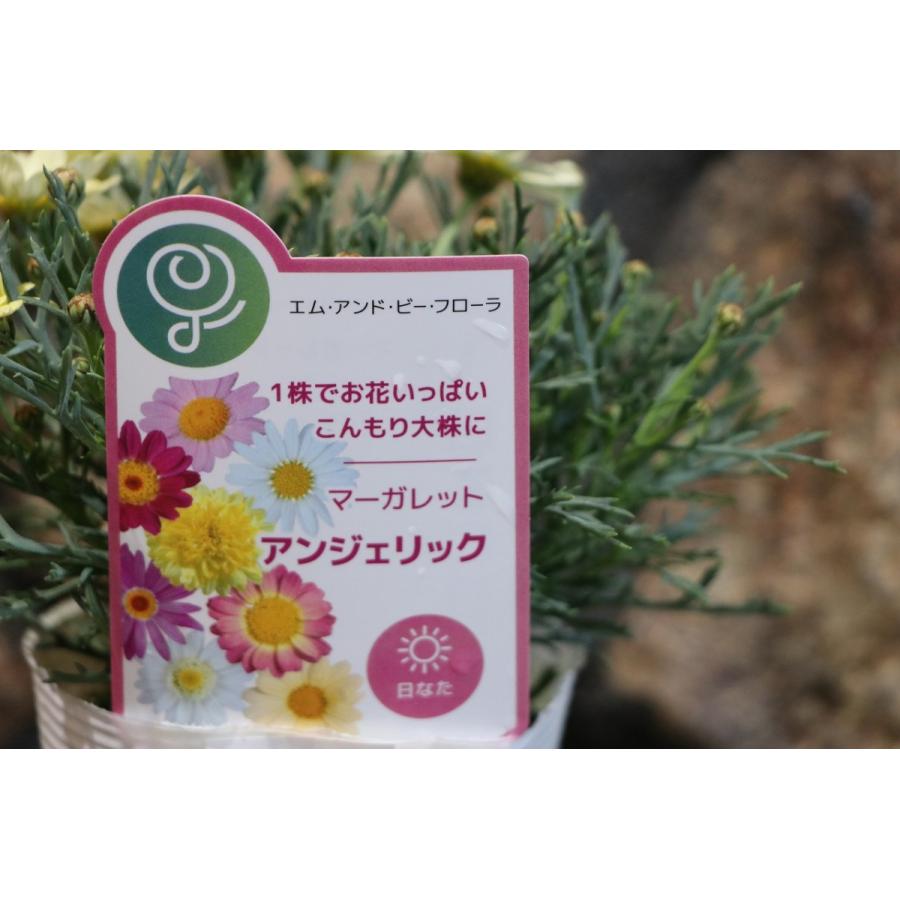 一重咲き マーガレット アンジェリック ルビー 3.5号ポット苗 四季咲き