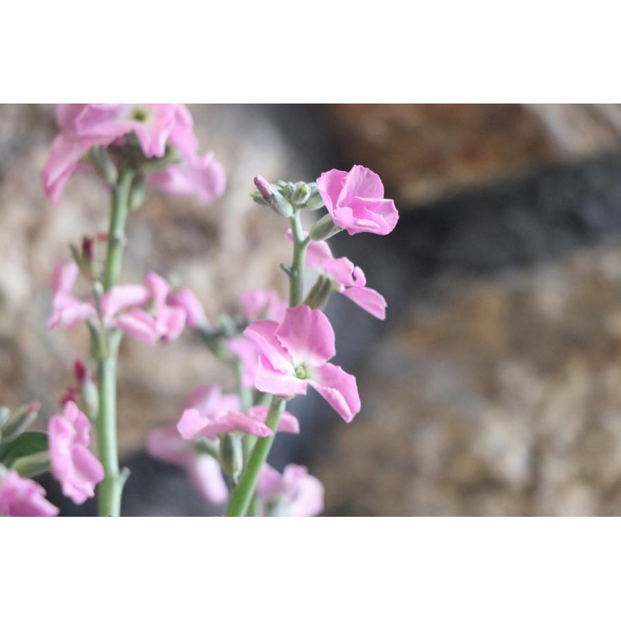 一重咲きストック ピンク 3 5号ポット苗 寄せ植え 花壇 Matthiolaincana15 グリーンプラザ山長ヤフーショッピング店 通販 Yahoo ショッピング