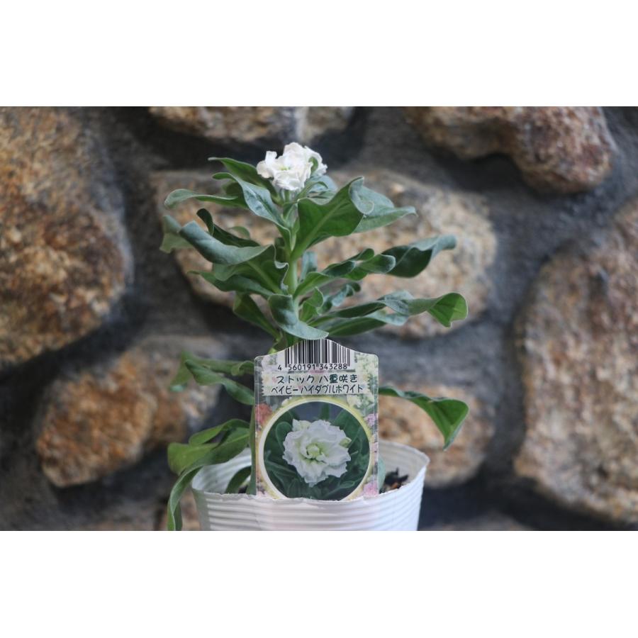 八重咲きストック ハイダブルホワイト 3.5号ポット苗 寄せ植え 花壇