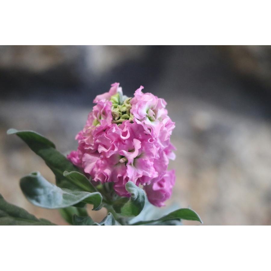 八重咲きストック ピンク 3 5号ポット苗 寄せ植え 花壇 Matthiolaincana7 グリーンプラザ山長 通販 Yahoo ショッピング