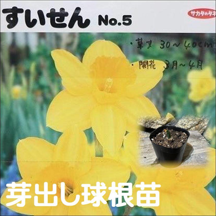 ラッパ水仙 黄花 1球植え 3号ポット苗 Trueevents In