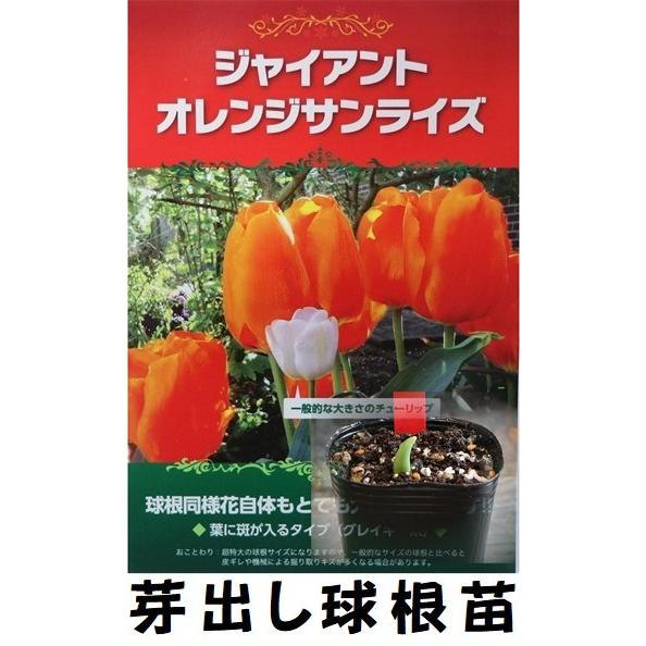 球根・芽出し苗】 一重咲き ジャイアントチューリップ オレンジ