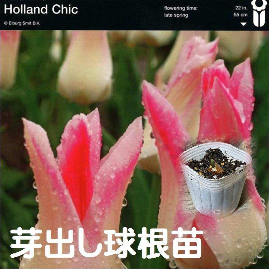 球根・芽出し苗】 一重咲きチューリップ ユリ咲き ホーランドチック 1