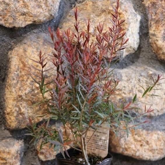メラレウカ レッドジェム 3号ポット苗 カラーリーフ 寄せ植え 花壇
