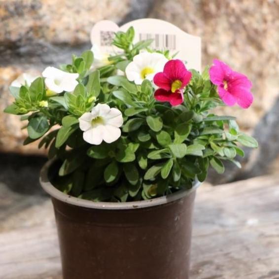 サントリー すぐ楽 ミリオンベル ラズベリー バニラ 3 5号ポット苗 カリブラコア 寄せ植え 花壇 Millionbell11 グリーンプラザ山長ヤフーショッピング店 通販 Yahoo ショッピング