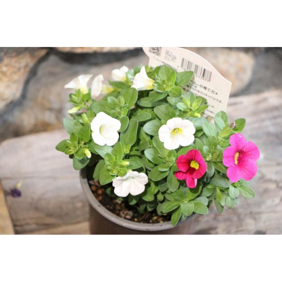 サントリー すぐ楽 ミリオンベル ラズベリー バニラ 3 5号ポット苗 カリブラコア 寄せ植え 花壇 Millionbell11 グリーンプラザ山長ヤフーショッピング店 通販 Yahoo ショッピング