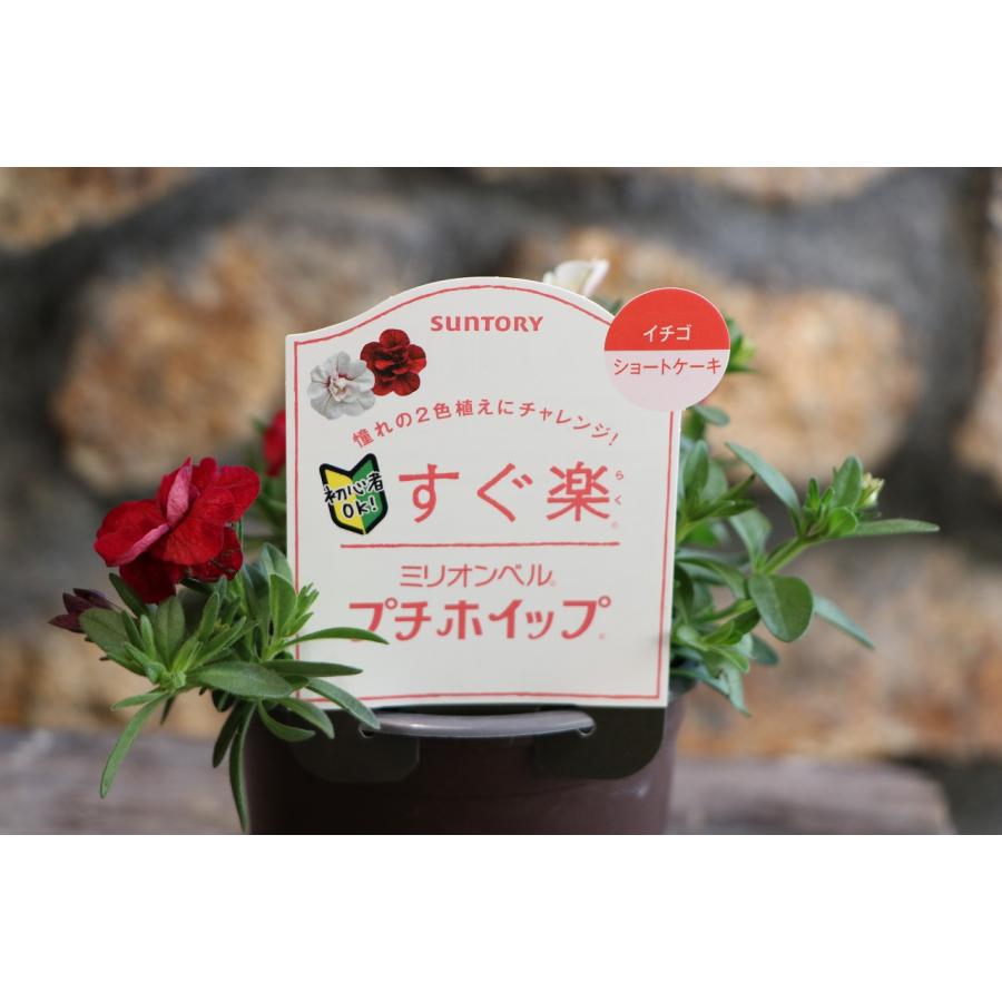 サントリー すぐ楽 八重咲き ミリオンベル プチホイップ イチゴ