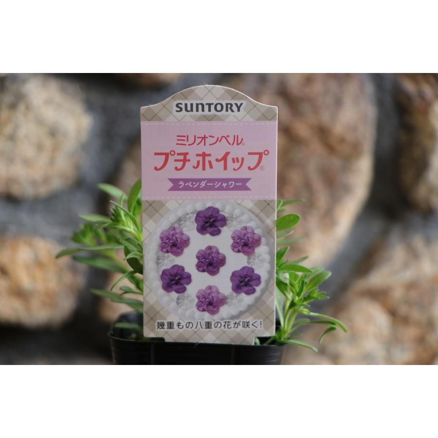 サントリー 八重咲き ミリオンベル プチホイップ ラベンダーシャワー 3
