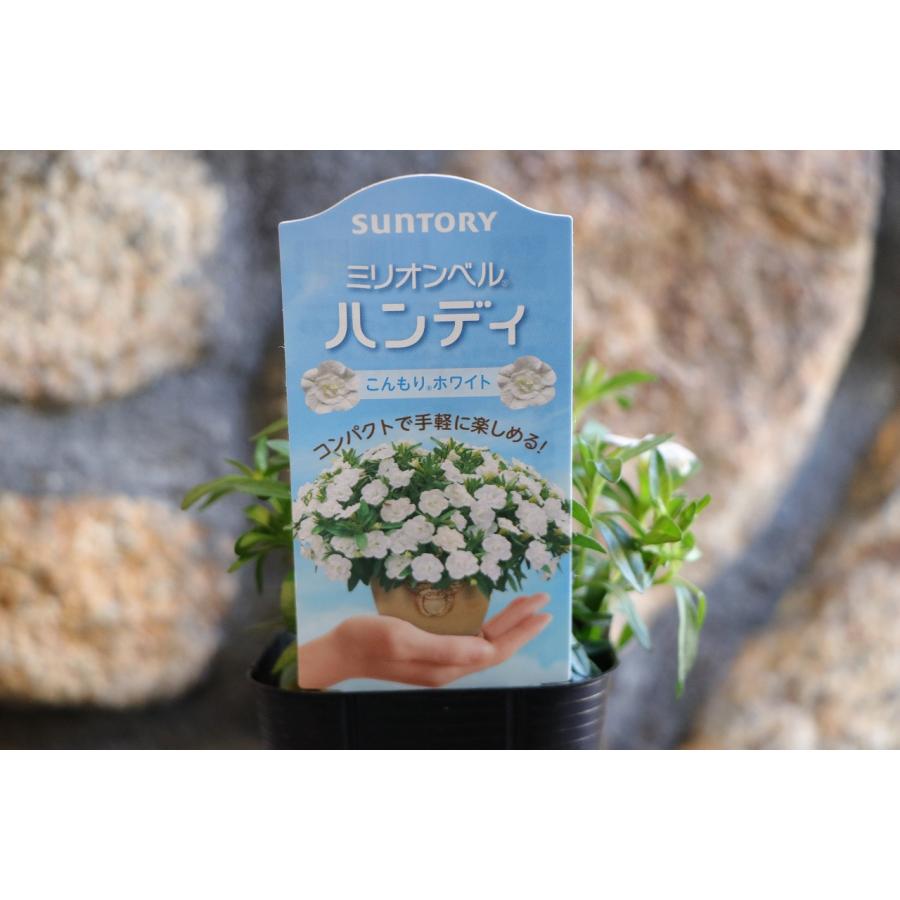サントリー 八重咲き ミリオンベル ハンディ こんもりホワイト 3号